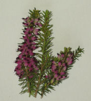 Picture of heather plant