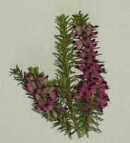 picture of heather plant